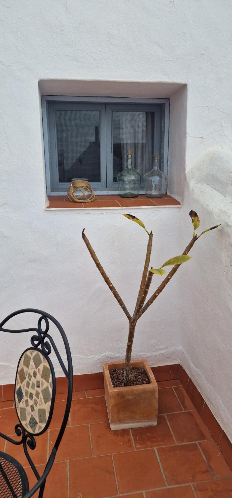 La Casa De Abuela Habitaciones Con Bano Compartido En El Casco Historico De Frigiliana "Solo Adultos" Eksteriør billede